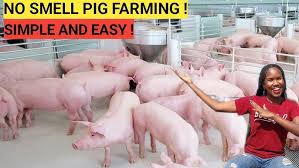 Pig Farming